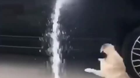 Funny Dog Playing With Water