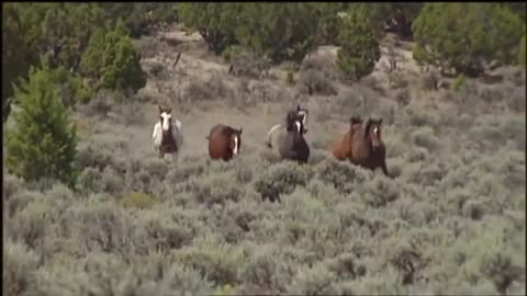 cavalos selvagens do arizonas many of the wild