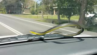 Snake on the Windshield