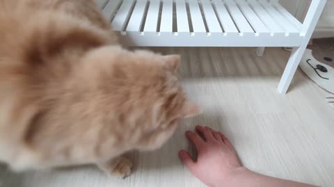 Cat reacts to hand