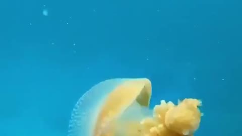Some fish enter the jellyfish and use it as a shelter for protection