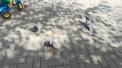 Pigeon Play