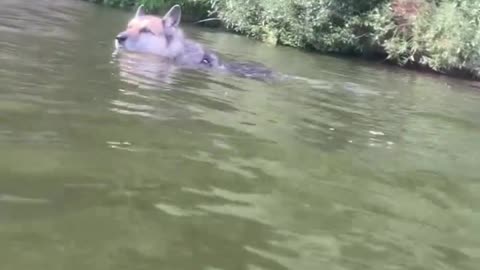 Dog Jumping Off Paddleboard Sends Owner into the Water