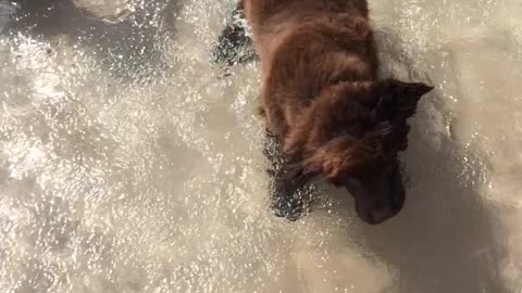 Puppies first time in pool and has a blast