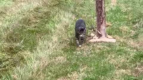 House cat goes for nature walk with pack of dogs