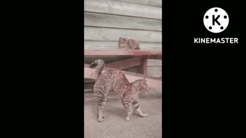 Funny animals cute cat 2022🤣
