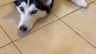 FUNNY HUSKY WON'T TOUCH LEMONS!!!