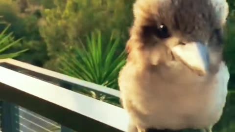 Adorable Baby Kookaburra 😍