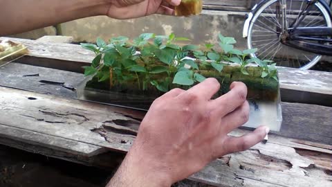 How to Grow Chili From Seeds Hydroponically by Gardening