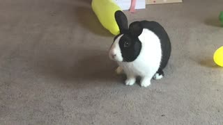 Bunny Pops Balloon