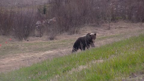 Two Grizzlies at campground