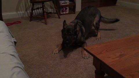 German Shepherd goes crazy for no apparent reason