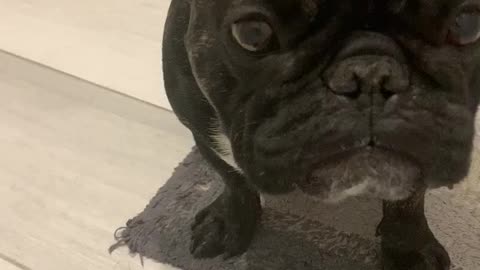 This French Bulldog has an irrational fear of bath bubbles