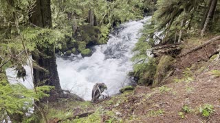 Hiking Through Willamette National Forest Above McKenzie River – Central Oregon – 4K