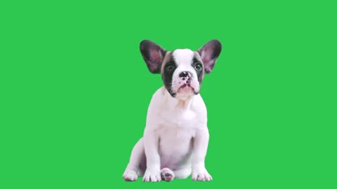 Puppy Green Screen Effect