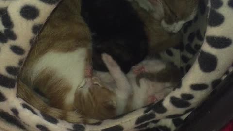 Tiny Kitten Derp While Mum Cat Cleans Her Litter