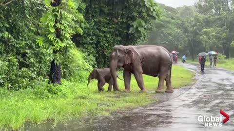 Baby elephant and mother rescued from drain hole in dramatic video at Thai national park