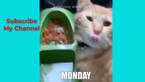 Funny Animal Videos | try not to laugh | A Day in the Life of Funny Animals