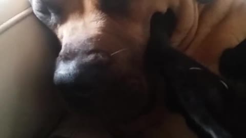 Perro recibe un relajante masaje de su amigo felino