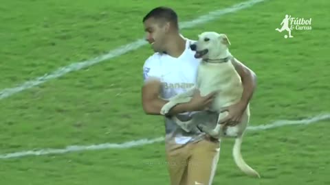 Funniest moments with animals on the football fiel