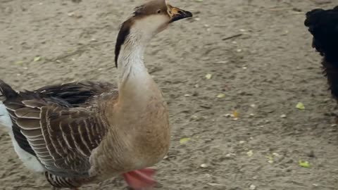 Greylag goose walking near zoo pond surrounded by pigeons, chickens, ducks and other birds