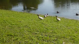 When bantams attack mallards Pt 1