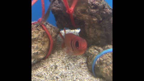 These Fish Really Know How To Party
