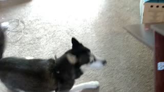 Husky gets the zoomies