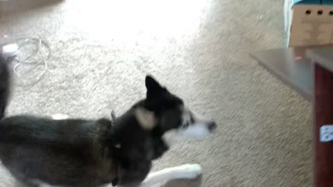 Husky gets the zoomies