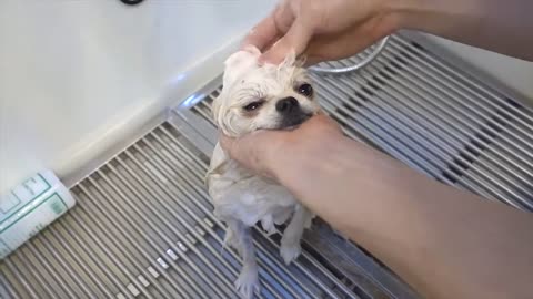 CUTE DOG BEFORE AND AFTER HAIR CUTTING