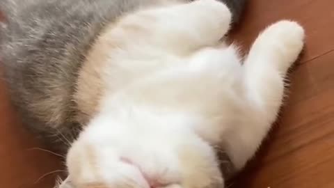 Cute Cat Sweetly to hooman#SHORT