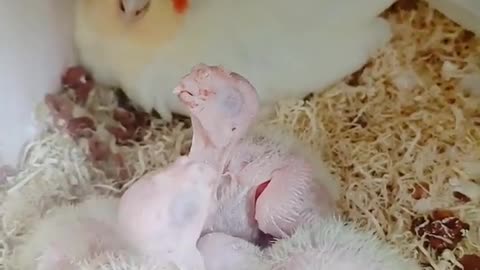 Aww funny parrots baby cute compilation ESP17 😊🐦🌾parrot talking🍁🍃bird chines tiktoks video