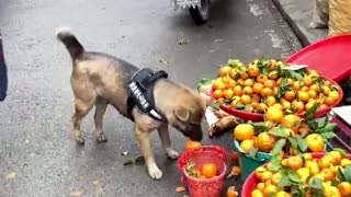 Dog shopping