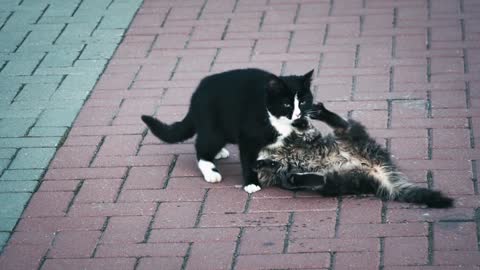 Funny 2 cats playing