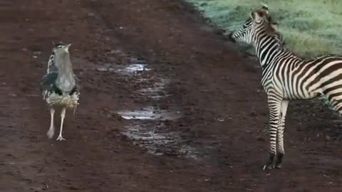 Secretary Bird and Baby Zebra Play fight