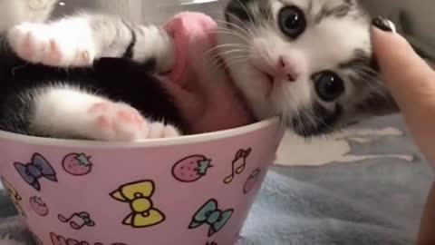 A Cup of Kitty Cuteness To Make You Go Squee