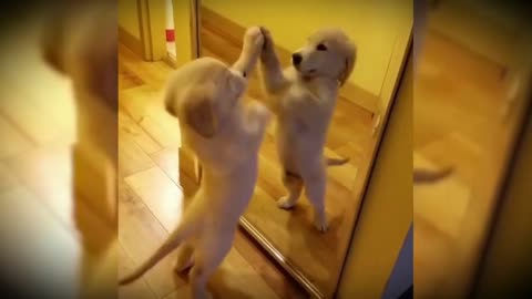 FUNNY DOGS REACTING TO THE MIRROR (funny pets)