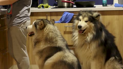 cute dogs in kitchen