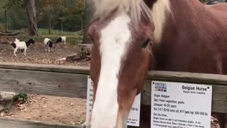 Brown horse with blonde hair sneezing