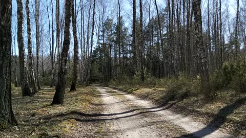 Road in the forest