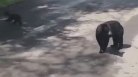 Bear with cubs tries to cross the road