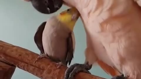 Cockatoo preening Cockatiel