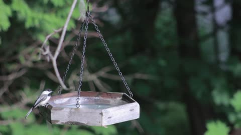 Thirsty Birds Finds hanged Water Plate