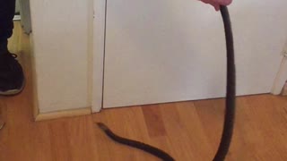 Snake Retrieved from Townhouse Bathroom