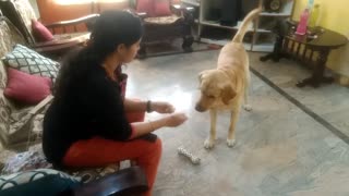 Labrador dog training ,Tarikere, Chikamagalur, karnataka