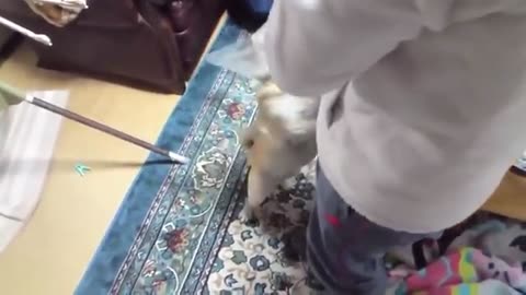 Funny Video Cat and Dog