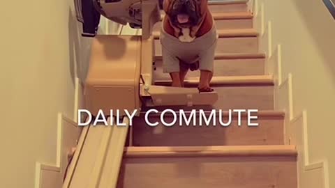 Dogs Comfortably Sit on Stairlift to Commute Downstairs at Their Place
