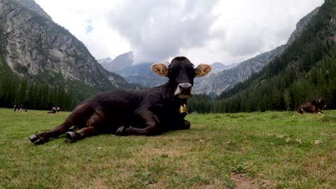 Model cow