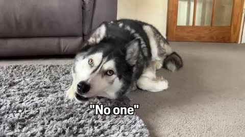 Husky WHISPERS to a Pigeon! But regrets it!