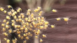 A little nest of baby spiders